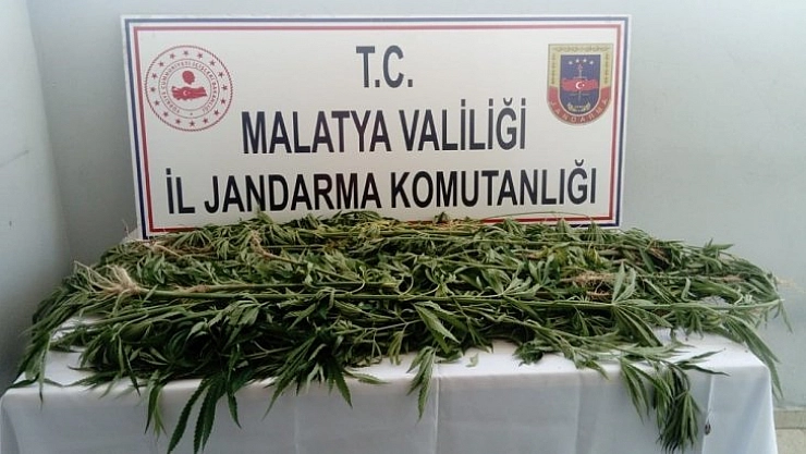 Kenevir ele geçirildi