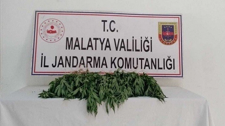 Kaçak kenevire gözaltı