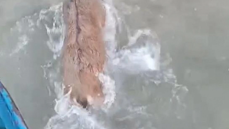 Kaçarken baraja düştü, balıkçı kurtardı