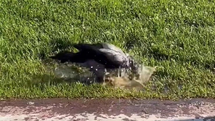 İstanbul köpekleri denizde serinledi