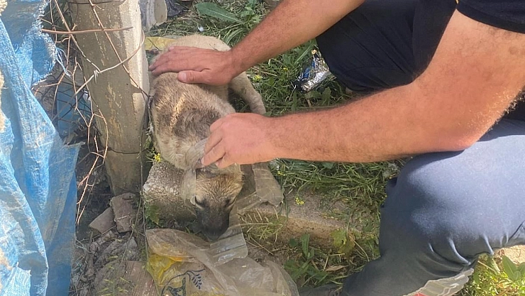 Kafasına bidon sıkışan yavru köpeğin yardımına itfaiye yetişti