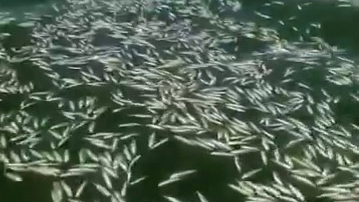 Kahramanmaraş'ta balık ölümleri