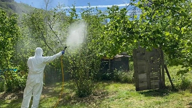 Kahverengi kokarca, fındık rekoltesini tehdit ediyor