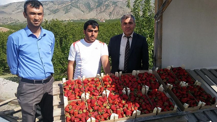 Kale çileği tezgahta