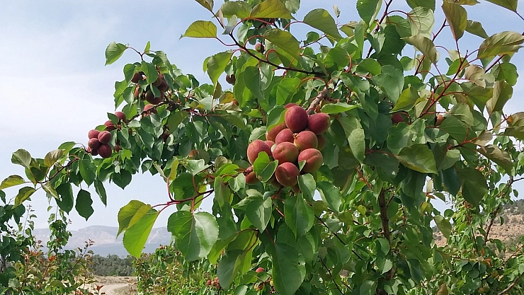 Kalp krizini önlüyor… Mersin'de var! Malatya'da yok… 500 TL'den satıyor!
