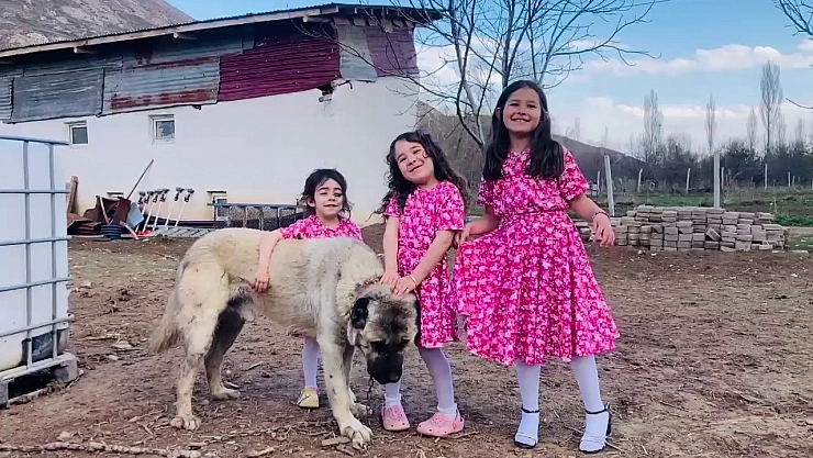 Kangal Köpeği Tilki Saldırısını Önledi