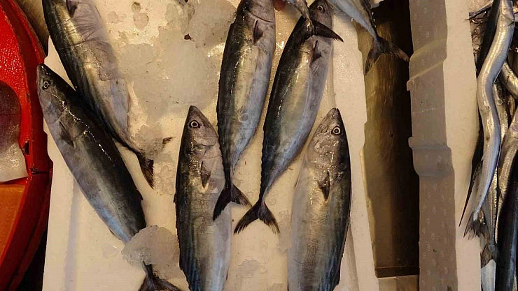 Karadeniz'de palamut bereketi