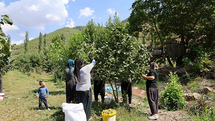 Adana'da fındık hasadı