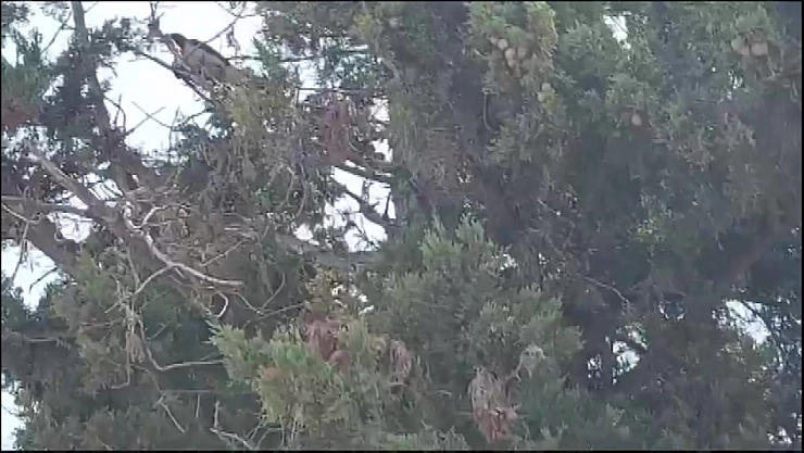 Karganın imdadına itfaiye yetişti