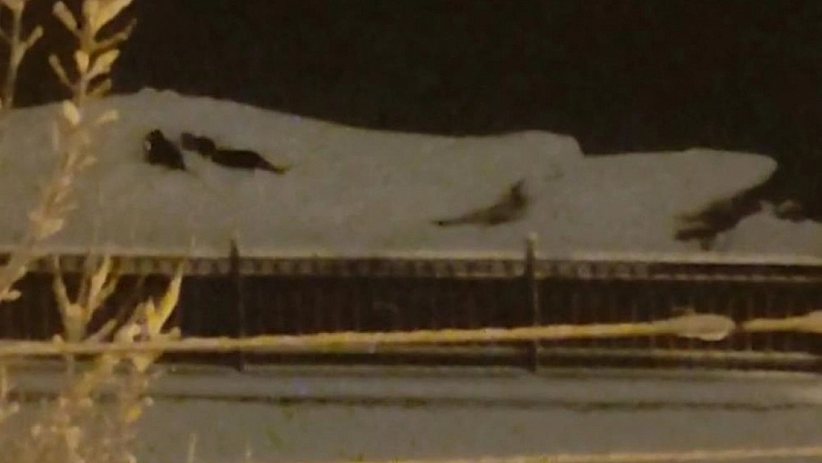 Karın keyfini su samurları çıkardı!