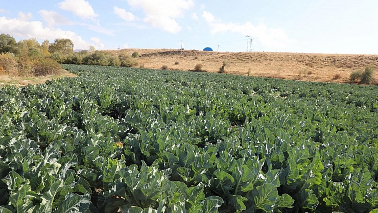Karnabahar hasadı başladı