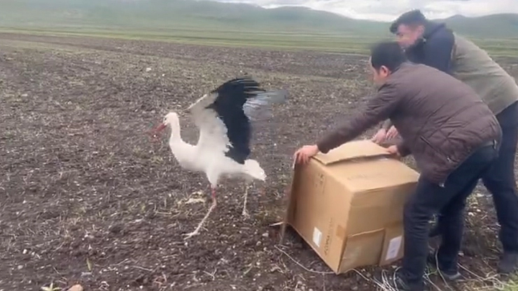 Kars'ta örnek davranış! Doğal ortamına bırakıldı