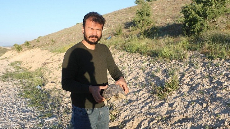 Kaplumbağaya şefkat eli