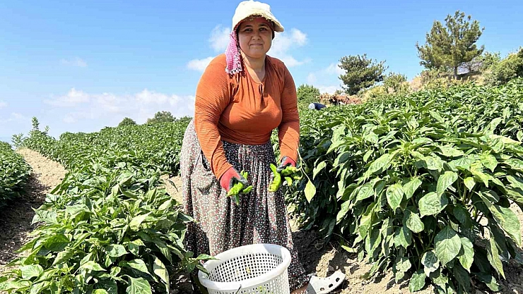 Kavurucu sıcakta en acı hasat