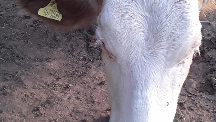 Kayıp  ineği jandarma buldu