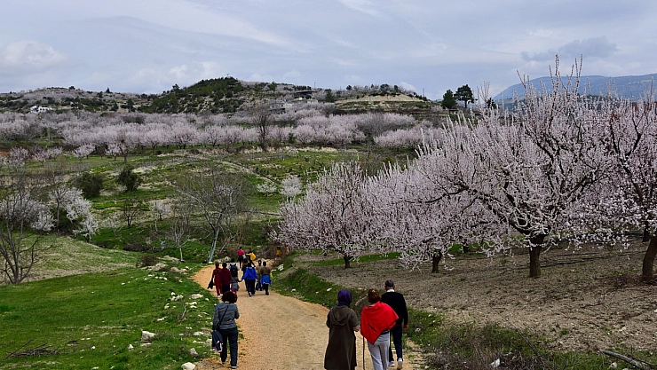 Kayısı ağaçları görsel şölen sundu