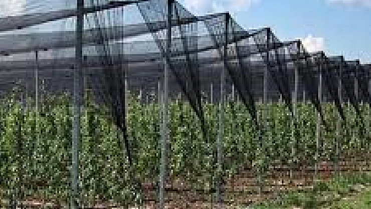 Kayısı bahçelerine dolu ağı: Üretici zarara karşı fileyle önlem alacak