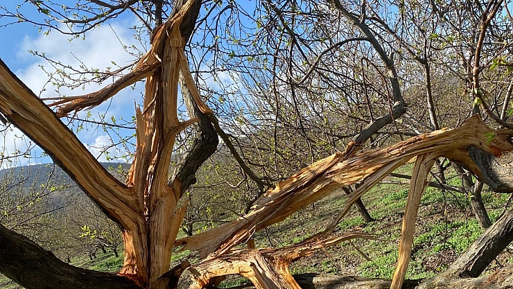 Pütürge'de yıldırım felaketi: Kayısı bahçesi harabeye döndü