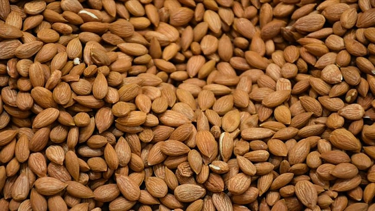 Kayısı Çekirdeği: Şifa kaynağı ama fazlası ölümcül olabilir