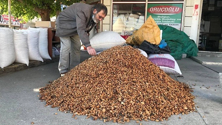 Kayısı çekirdeği