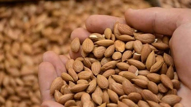 Kayısı çekirdeği listede