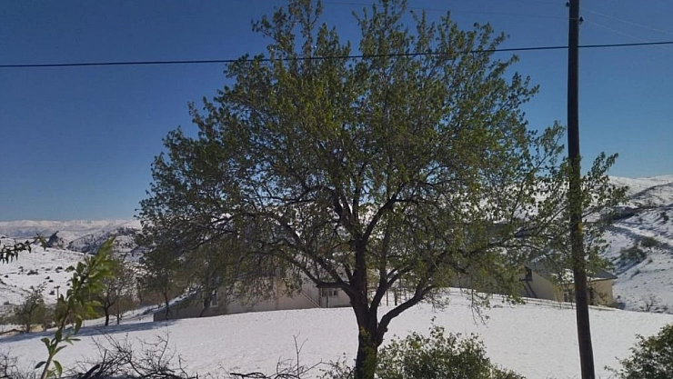 Kayısı, ceviz ve badem ağaçlarını 'kar' vurdu