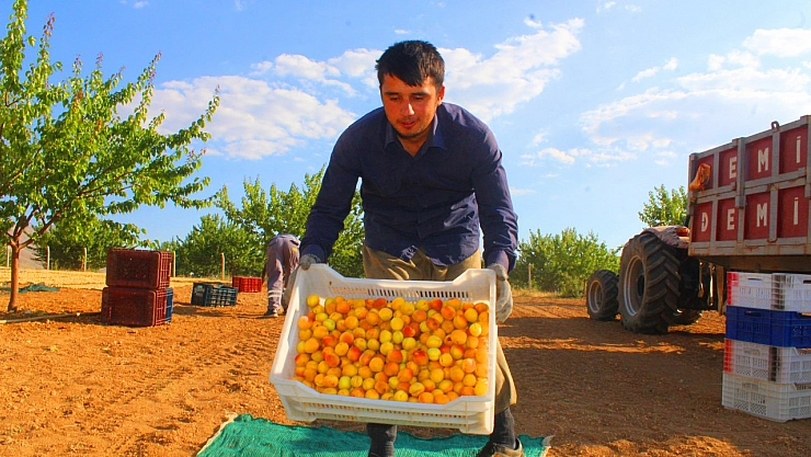 Kayısı hasadı devam ediyor