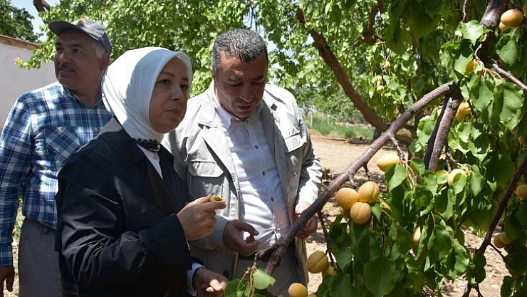 Kayısı hasadı sürüyor