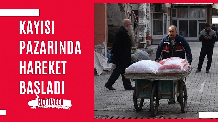 Kayısı pazarında hareket başladı