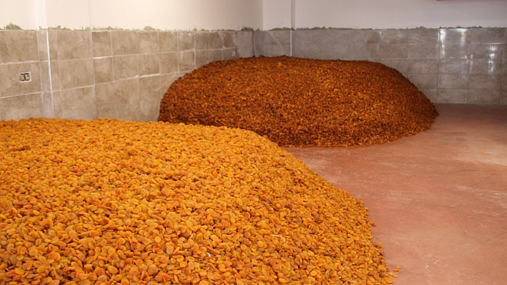 Kayısıda, alışık olmayan kayıplar yaşanıyor