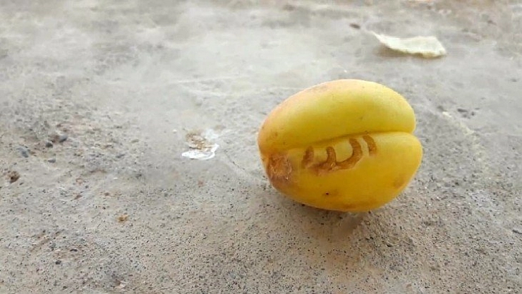 Kayısıda 'Allah' yazısı