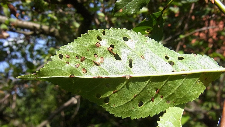 Kayısıda yaprak delen (Çil) hastalığı nasıl oluşur? Ne yapılması gerekir?