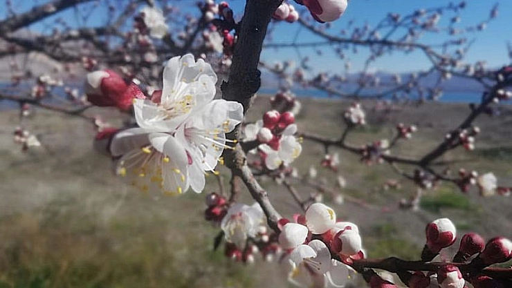 Kayısıda ilk çiçeklenme başladı 