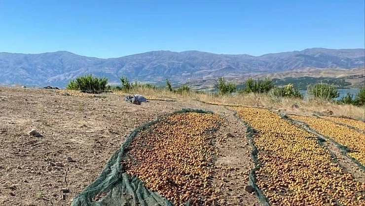 Kayısının başına gelmeyen kalmadı! Önce Dolu, Sonra Sert Rüzgarlar, Şimdi de...