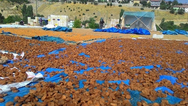 Kayısının fiyatı katlandı