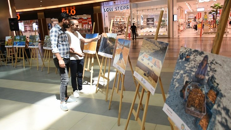 Kayısının serüveni