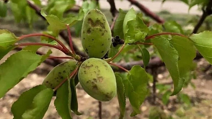 Kayısıyı dolu vurdu: Ekonomik yıkım kapıda