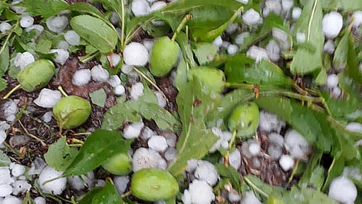 Kayısıyı dolu vurdu