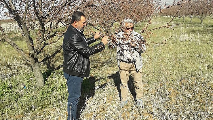 Kayısıyı don vurdu mu?