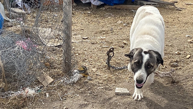 Kayseri'de köpek dehşeti