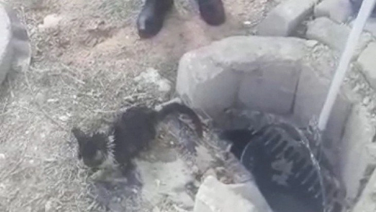 Kedi yavrusu kurtarıldı