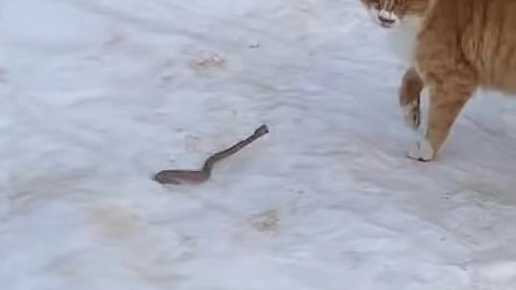 Kedinin yılanla mücadelesi kameraya yansıdı