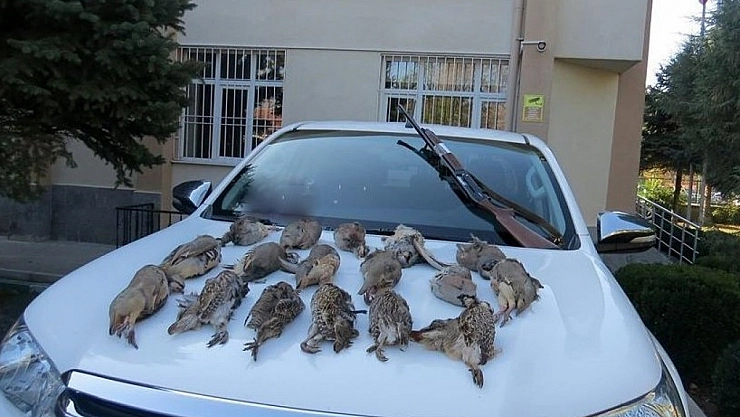 Keklik kalmadı keneler çoğaldı