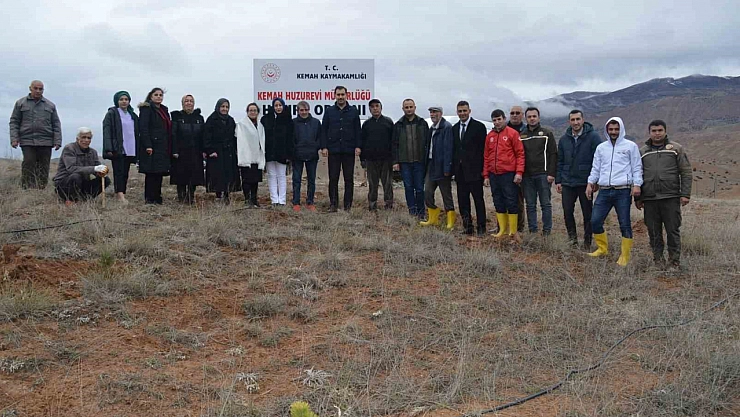 Kemah'ta fidan diktiler