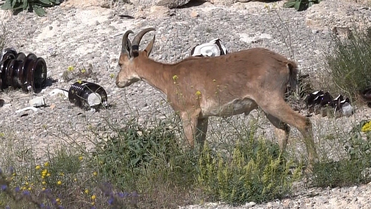 Kemaliye'de şantiye sahasına giren yaban keçisi görüntülendi