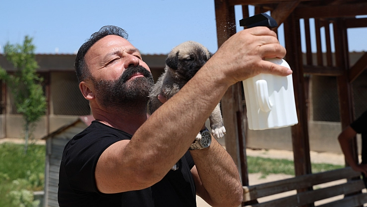 Kenelerden korunmak için doğal karışım