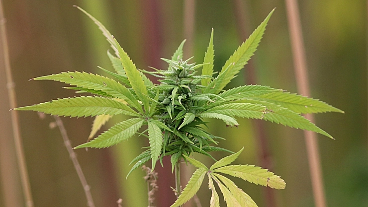 Kenevir Serbest Bırakılıyor İddialarına Yanıt