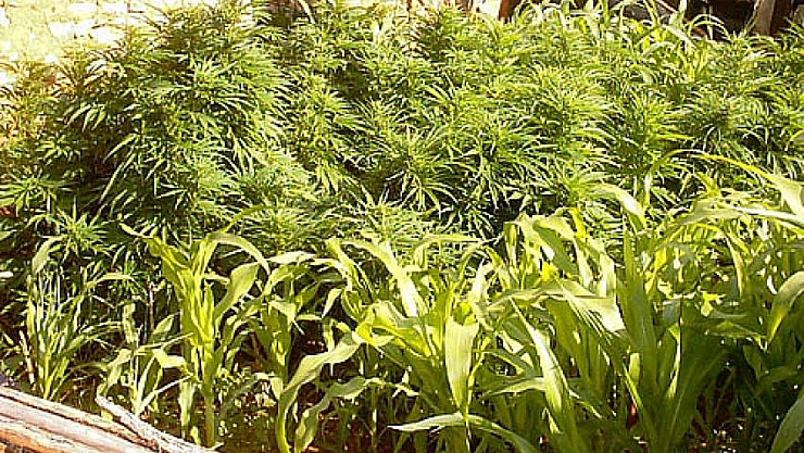 Kenevir çalıştayı