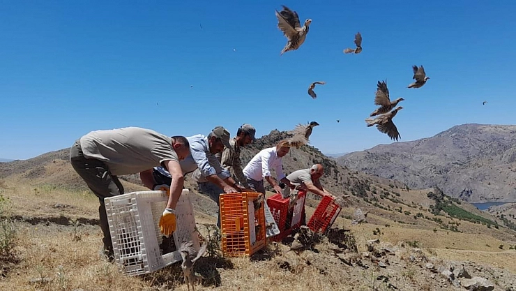Keneyle mücadele için doğaya salındılar: 3 yıl avlanılması yasak!
