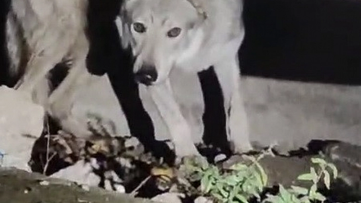 Kent merkezine kurt indi